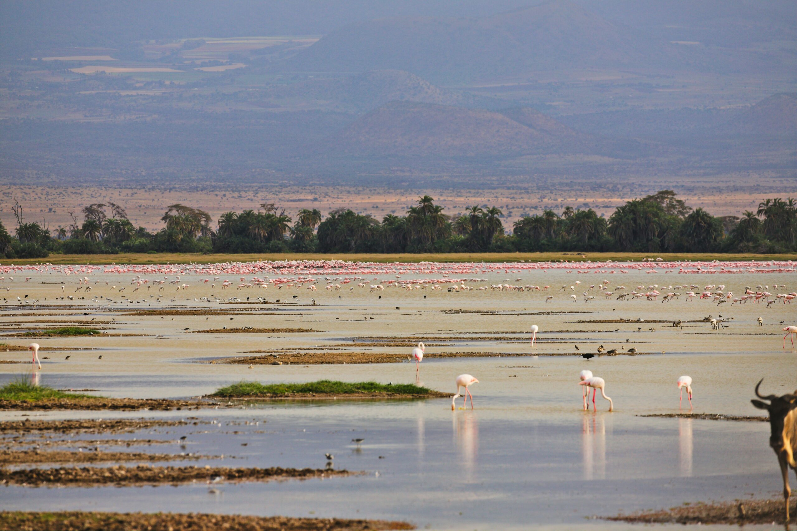 a herd of flamingos standing on top of a sandy beach